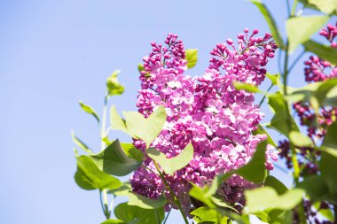 Mor ortak leylak çiçek bahar arka plan