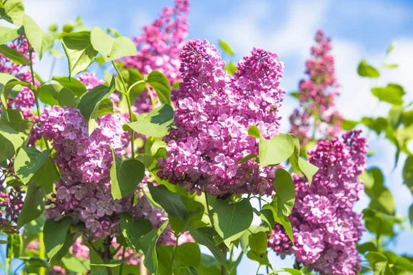 紫色普通丁香花弹簧背景 — 图库照片