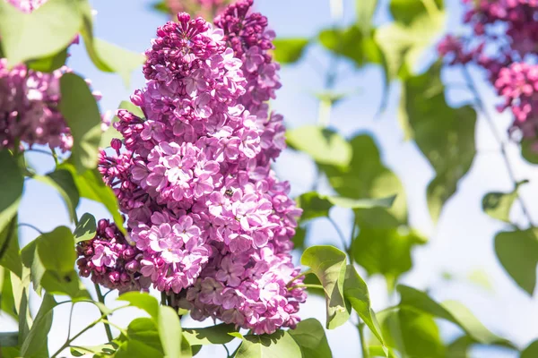 Púrpura Lila Común Flor Primavera Fondo —  Fotos de Stock