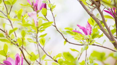 Mor manolya çiçek bahar düğün arka plan