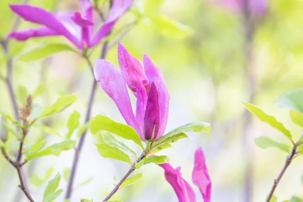 Purple magnolia flower spring wedding background