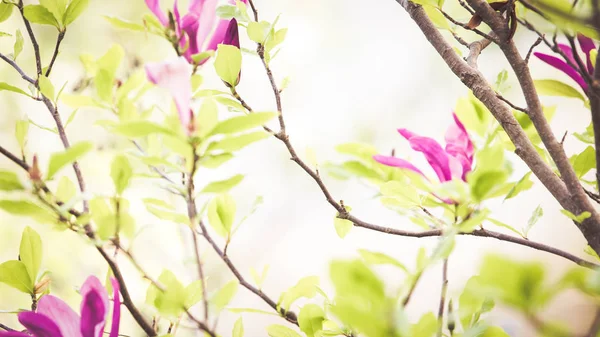 Purple magnolia flower spring wedding background