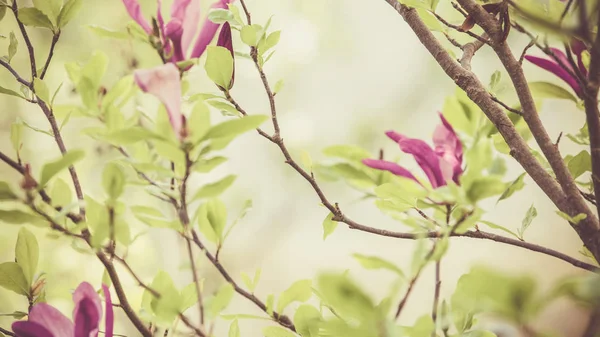 Magnolia Púrpura Flor Primavera Boda Fondo —  Fotos de Stock