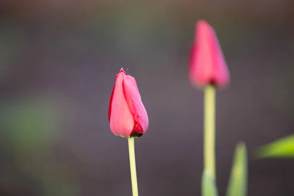 Rote Tulpe Blumen Hochzeit Hintergrund — Stockfoto