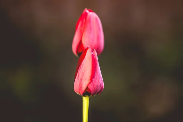 Rote Tulpe Blumen Hochzeit Hintergrund — Stockfoto