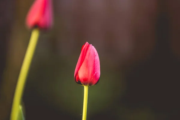 Latar Belakang Pernikahan Bunga Tulip Merah — Stok Foto