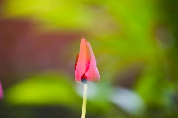 Tulipán Rojo Flores Boda Fondo — Foto de Stock