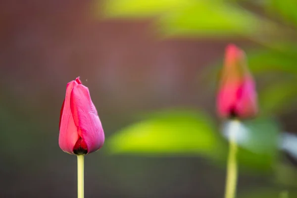 Kırmızı Lale Çiçekleri Düğün Arka Plan — Stok fotoğraf