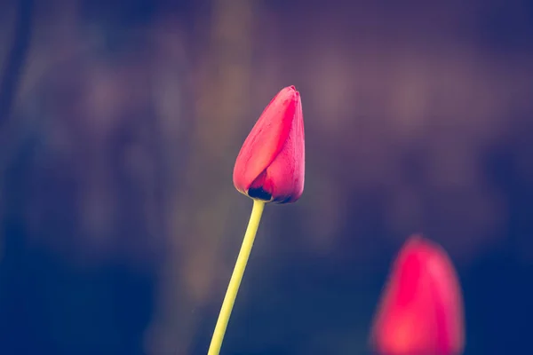 Red Tulipa Flores Fundo Casamento — Fotografia de Stock