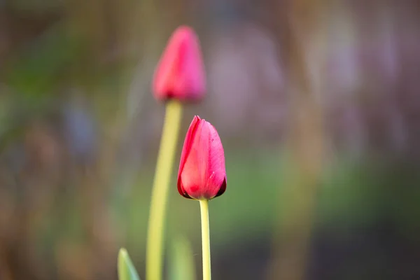 Red Tulipa Flores Fundo Casamento — Fotografia de Stock