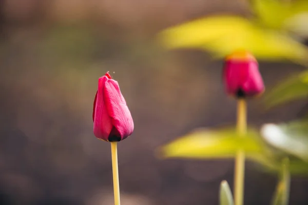 Rote Tulpe Blumen Hochzeit Hintergrund — Stockfoto