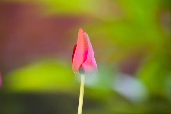 Kırmızı Lale Çiçekleri Düğün Arka Plan — Stok fotoğraf