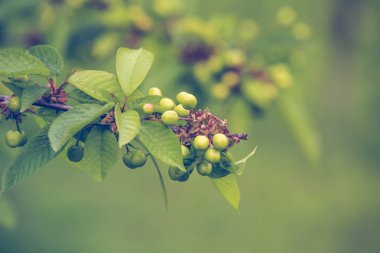  Bir dalda taze yeşil kiraz meyvesi