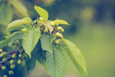 Bir dalda taze yeşil kiraz meyvesi