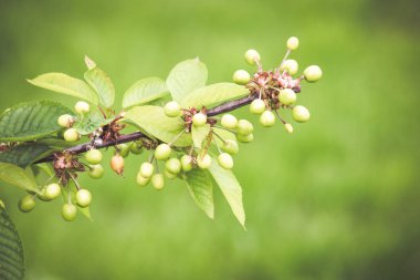  Bir dalda taze yeşil kiraz meyvesi
