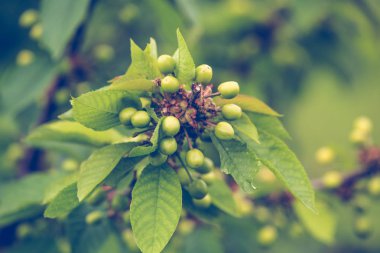  Bir dalda taze yeşil kiraz meyvesi