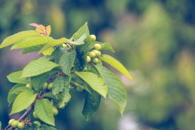  Bir dalda taze yeşil kiraz meyvesi