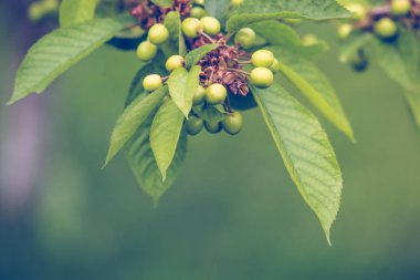  Bir dalda taze yeşil kiraz meyvesi
