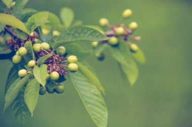  Bir dalda taze yeşil kiraz meyvesi