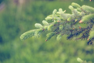 taze yeşil çam ağacı dalı