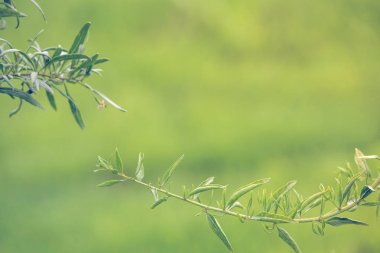 Yeşil goji çalısı. Goji dalüzerinde bırakır