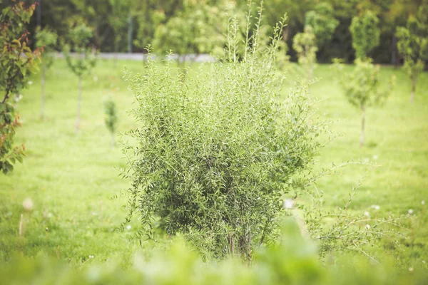 Yeşil goji çalısı. Goji dalüzerinde bırakır