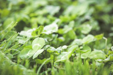 Taze yeşil çim yaz arka plan