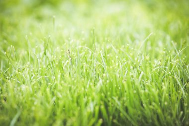 Taze yeşil çim yaz arka plan