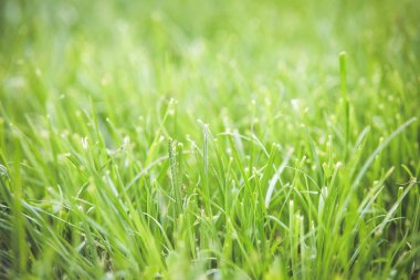 Taze yeşil çim yaz arka plan