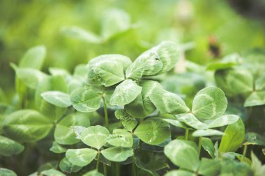 Taze yeşil çim yaz arka plan