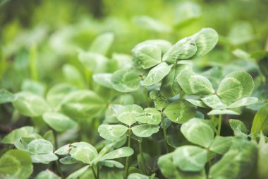 Taze yeşil çim yaz arka plan