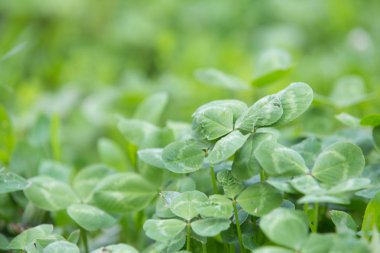 Taze yeşil çim yaz arka plan