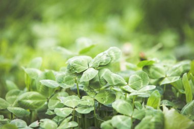 Taze yeşil çim yaz arka plan