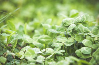 Taze yeşil çim yaz arka plan