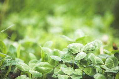 Taze yeşil çim yaz arka plan