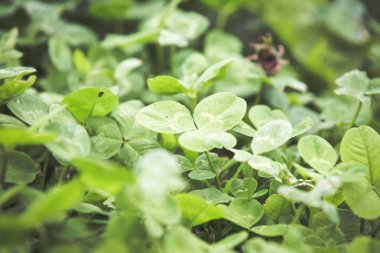 Taze yeşil çim yaz arka plan