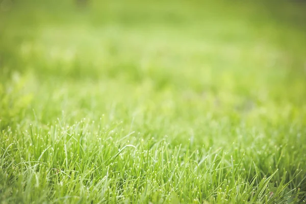 Свежая Зеленая Трава Летний Фон — стоковое фото