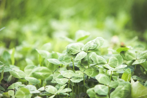 Verse Groene Gras Zomer Achtergrond — Stockfoto