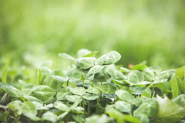 Verse Groene Gras Zomer Achtergrond — Stockfoto