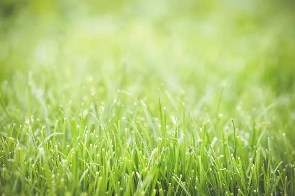 Verse Groene Gras Zomer Achtergrond — Stockfoto