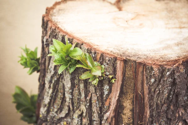 Umut konsepti. Kesilen ağaçtan filizlenen yapraklar
