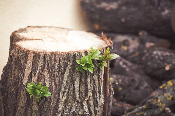 Umut konsepti. Kesilen ağaçtan filizlenen yapraklar