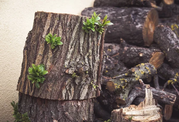 Concepto Esperanza Hojas Brotan Del Árbol Cortado — Foto de Stock