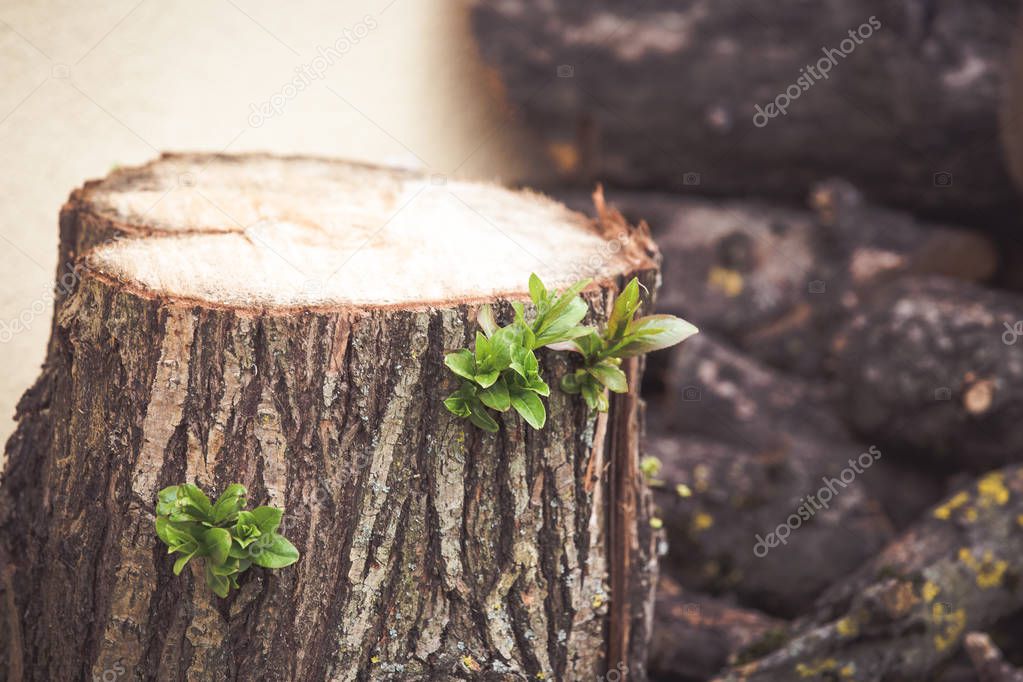 Hope concept. Leaves sprout from cut tree