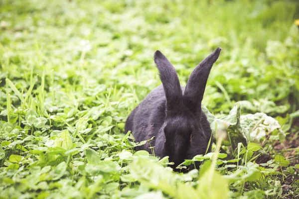 Black Rabbit Eating Fresh Green Grass — Stock Photo, Image
