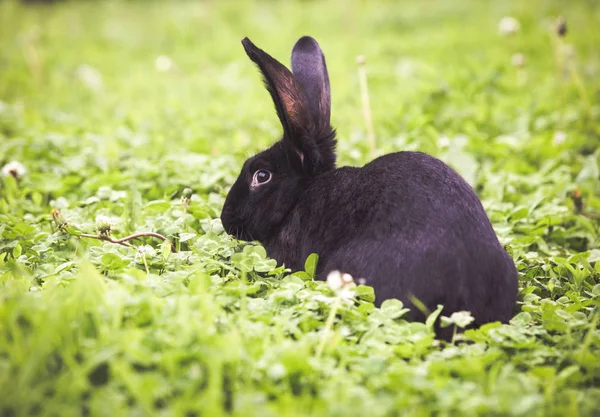 Taze Yeşil Yiyen Siyah Tavşan — Stok fotoğraf