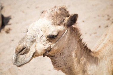 Sahara Çölü'oturan deve 