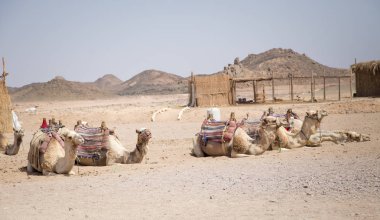 Sahara Çölü'oturan deve 