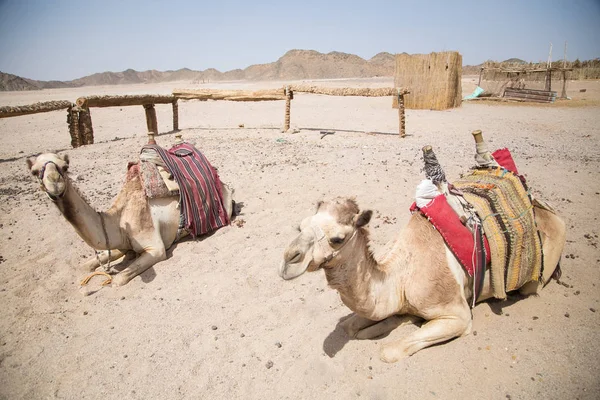 Верблюд Пустыне Сахара — стоковое фото