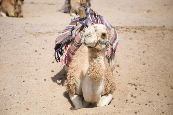 Camel Sitter Saharaöknen — Stockfoto